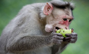 Illustration d'un singe en Inde le 19 octobre 2013.