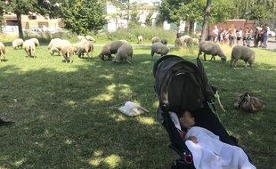 Des moutons urbains lors de première édition de la Transhumance du Grand Paris (6-17 juillet 2019), organisée par Enlarge Your Paris, Les Berges urbains, le Grand Paris. Etape du 10 juillet : Ecole vétérinaire de Maison-Alfort, parc départemental des Cormailles (Ivry), parc du Coteau (Arcueil).