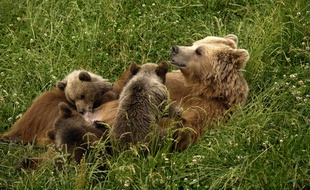 Un ours brun femelle et ses petits. Illustration.