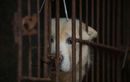 Peta demande à l’OMS d’imposer la fermeture des marchés d’animaux vivants