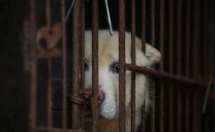 Un chien en cage montré aux médias par la HSI (Humane Society International)à Wonju, en Corée du Sud, le 27 avril