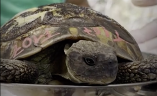 La tortue d'Hermann est en voie d'extinction, Brut.