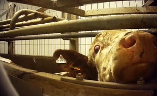 Une vache à l'abattoir Bigard de Cuiseaux (vidéo L214).