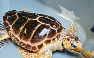 L'une des tortues soignées au CestMed au Grau-du-Roi.