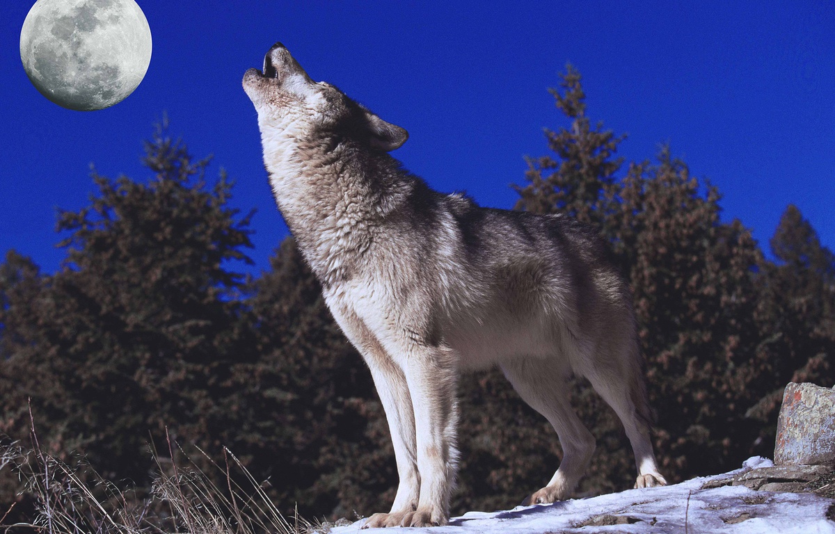 Vosges La médiatisation du recensement des loups fait hurler une spécialiste de l'animal