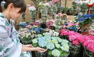 Un jeune couple de New York a intenté un procès à un fleuriste, qui se voit réclamer 400.000 dollars pour avoir raté la couleur de bouquets d'hortensias commandé pour la noce en août dernier, rapporte la presse mardi.
