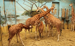Les girafes du zoo de Vincennes sont restées dans leur enclos pendant les travaux de rénovation, le 7 décembre 2011.