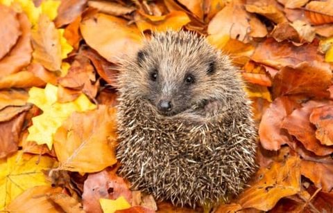 Pourquoi les hérissons désertent les jardins à l’automne sans qu’on s’en rende compte ?