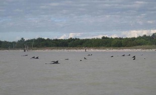 Les sauveteurs à la recherche d'une quarantaine de baleines pilotes perdues dans les eaux peu profondes du parc des Everglades en Floride ont provisoirement suspendu leurs opérations dimanche après avoir échoué à retrouver les animaux la veille.