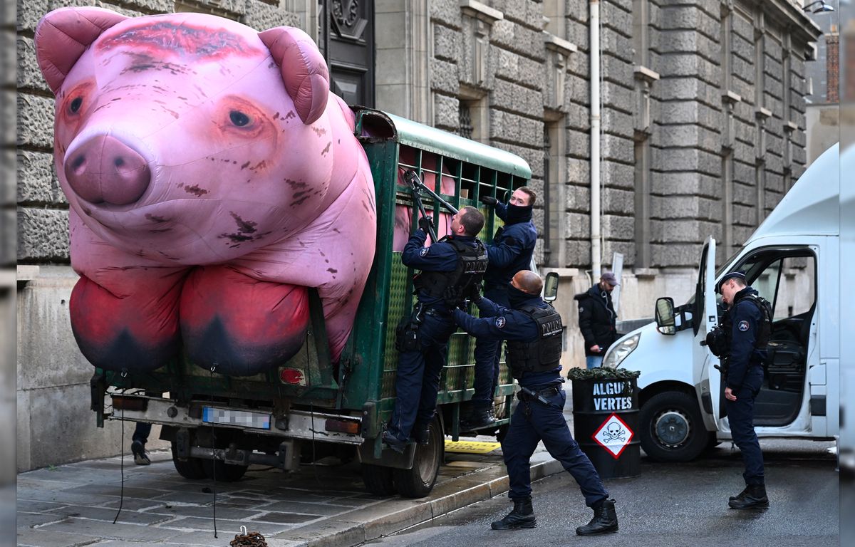 Pourquoi « quatre policiers se sont battus avec un cochon gonflable » ?