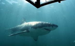 Un requin blanc dans la baie de Gansbaai, en Afrique du sud.