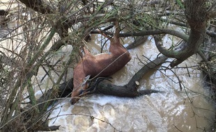 La réserve africaine de Sigean a été inondée pour la 7e fois en 15 ans.