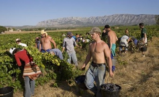 Vendanges sur les coteaux d'Aix dans le sud de la France en septembre 2009.