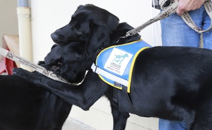 Le chien guide d'aveugle a disparu à Lourdes.