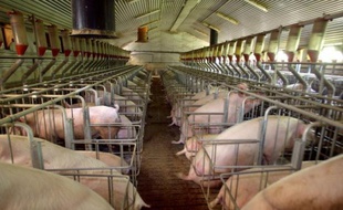 Les deux principaux acheteurs de viande de porc en France ont boycotté le marché, jugeant le prix de la viande trop élevé, le 10 août 2015.