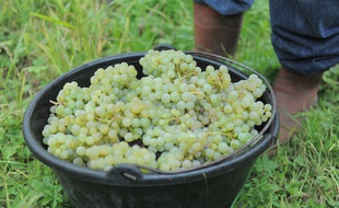 Les vendanges débutent ce mercredi pour le Crémant en Alsace. (Illustration