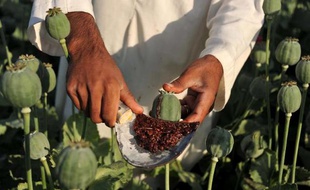 Un fermier afghan recueille des graines de pavot, le 29 avril 2013 dans la province de Nangarhar