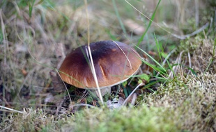 Illustration d'un champignon.