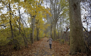 Illustration. Promenade dans une forêt. Strasbourg le 23 11 2010.