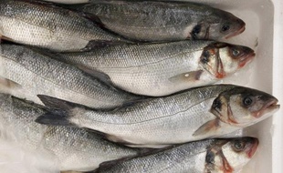 L'Union européenne subventionne chaque année le secteur de la pêche, dont les activités ont fortement contribué à l'épuisement des stocks halieutiques, à l'aide de milliards d'euros versés par les contribuables européens, a affirmé vendredi l'alliance Ocean2012.