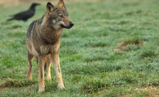 Au début du XIXe siècle, la Bretagne a compté jusqu'à 500 loups sur son territoire.