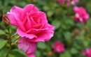 Cette variété ancienne cache un merveilleux parfum et une rose à faire pâlir d’envie vos voisins