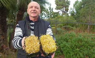 Daniel Basles cultive ses boîtes de graines germées à Cannes-La-Bocca.