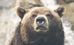 Illustration d'un ours brun.
