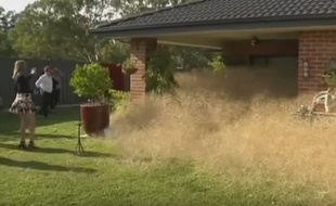 Une herbe sèche envahit une région australienne.