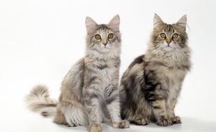 Illustration de chats de race Maine Coon