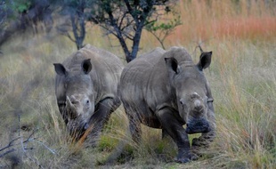 L'Afrique du Sud, confrontée à une explosion du braconnage de rhinocéros, a annoncé des mesures pour restaurer la crédibilité de la chasse légale, entamée par une sombre affaire de trafic criminel de trophées écoulés sur le marché noir de la corne en Asie