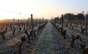 Le 22 janvier 2017, des pieds de vigne gelés dans le Médoc, près de Bordeaux