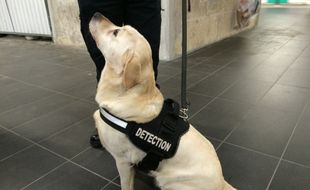 Depuis décembre 2016, la Ratp fait appel à des chiens renifleurs pour les colis suspects.