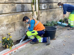 Opération de plantation dans une rue à Bordeaux