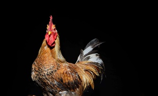Coq, illustration