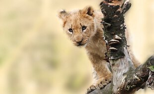 Les bébés lions sont nés devant les visiteurs et les soigneurs.
