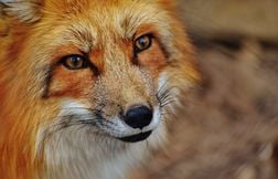 Un habitant de Besançon tombe nez à nez avec un renard dans sa maison
