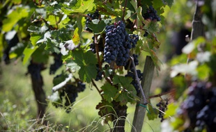 Les vendanges devraient commencer dans environ trois semaines dans le Bordelais.