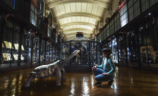 La tortue géante de Rodrigues est l'une des espèces que le Museum et le studio Saola font revivre en réalité augmentée dans la salle des espèces menacées et disparues de la grande galerie de l'évolution.