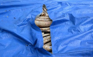 Elephant tusks are covered before its destroyed at a ceremony at the wildlife bureau compound in Manila on June 21, 2013. The Philippines began destroying five tonnes of elephant tusks on June 21 in a landmark event aimed at shedding its image as one of the world's worst hotspots for illegal African ivory trading. AFP PHOTO / TED ALJIBE