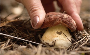 Un champignon dans les zones contaminées de Tchernobyl.