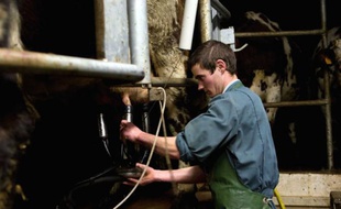 Une ferme laitière bio en Normandie.