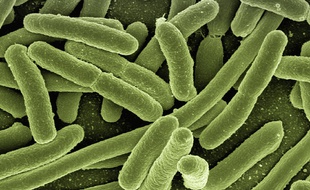 Deux bactéries résistantes aux antibiotiques seraient responsables de 8.000 morts en 2017.(illustration).