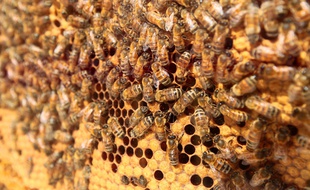 Illustration ruche d'abeilles