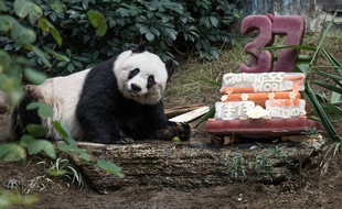 Jia Jia, la doyenne des pandas en captivité, fête ses 37 ans dans son enclos d'Ocean Park, un parc d'attraction de Hong Kong, le 28 juillet 2015.