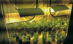 Une plantation de cannabis d'intérieur.