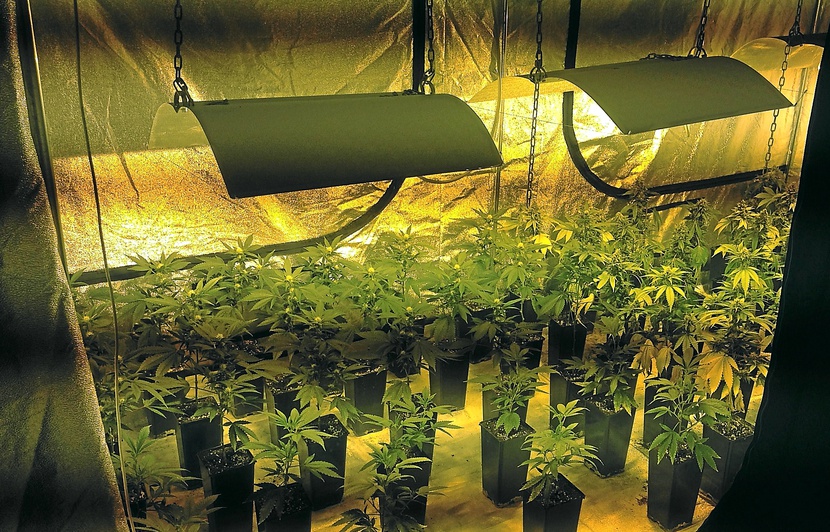 Nantes: Une mini-ferme à cannabis découverte dans un grenier Nantes: Une mini-ferme à cannabis découverte dans un grenier