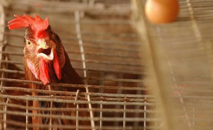 Un élevage de poules en batterie (illustration).