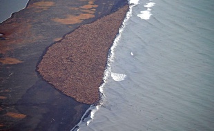 Photographie de l'agence américaine océanographique et atmosphérique (NOAA), montrant quelque 35.000 morses échoués sur une plage dans le nord-ouest de l'Alaska, le 27 septembre 2014.
AFP PHOTO / NOAA/COREY ACCARDO