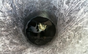 Le chat coincé dans une cheminée.